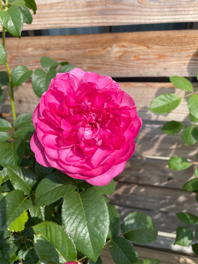 f:id:sakana78:20220523020328j:image f:id:sakana78:20220523020328j:image