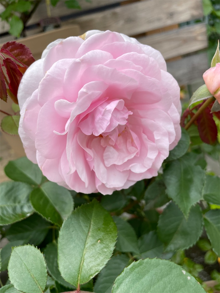 f:id:sakana78:20220523020409j:image f:id:sakana78:20220523020409j:image