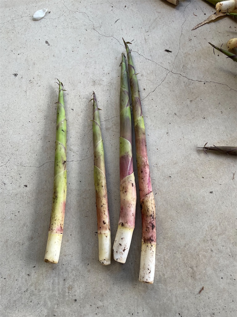 f:id:sakana78:20220530195314j:image f:id:sakana78:20220530195314j:image