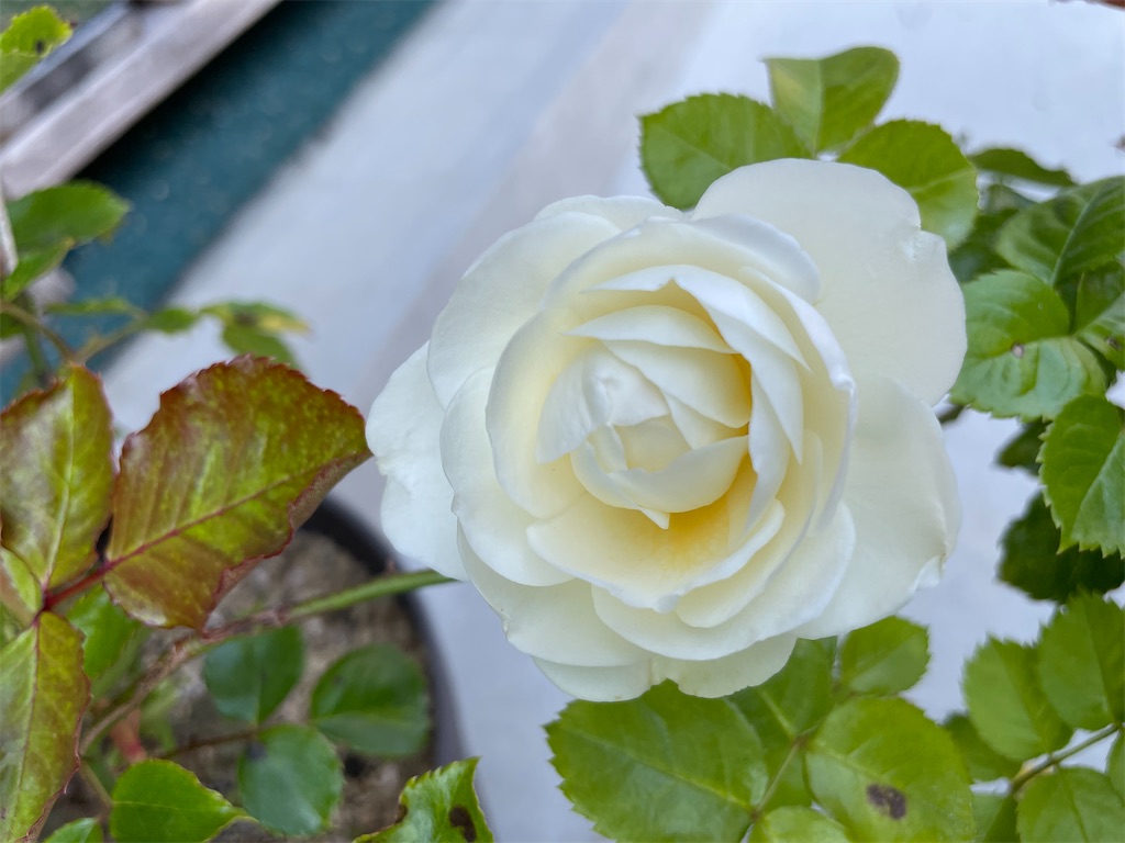 f:id:sakana78:20220531161715j:image f:id:sakana78:20220531161715j:image