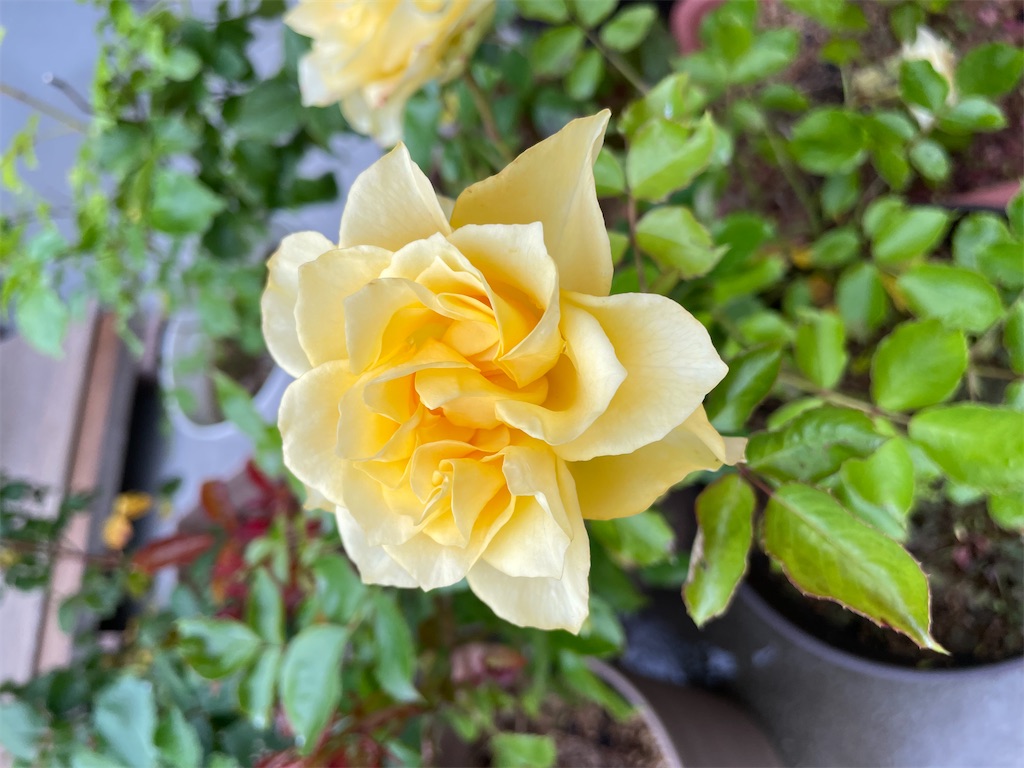 f:id:sakana78:20220531161718j:image f:id:sakana78:20220531161718j:image