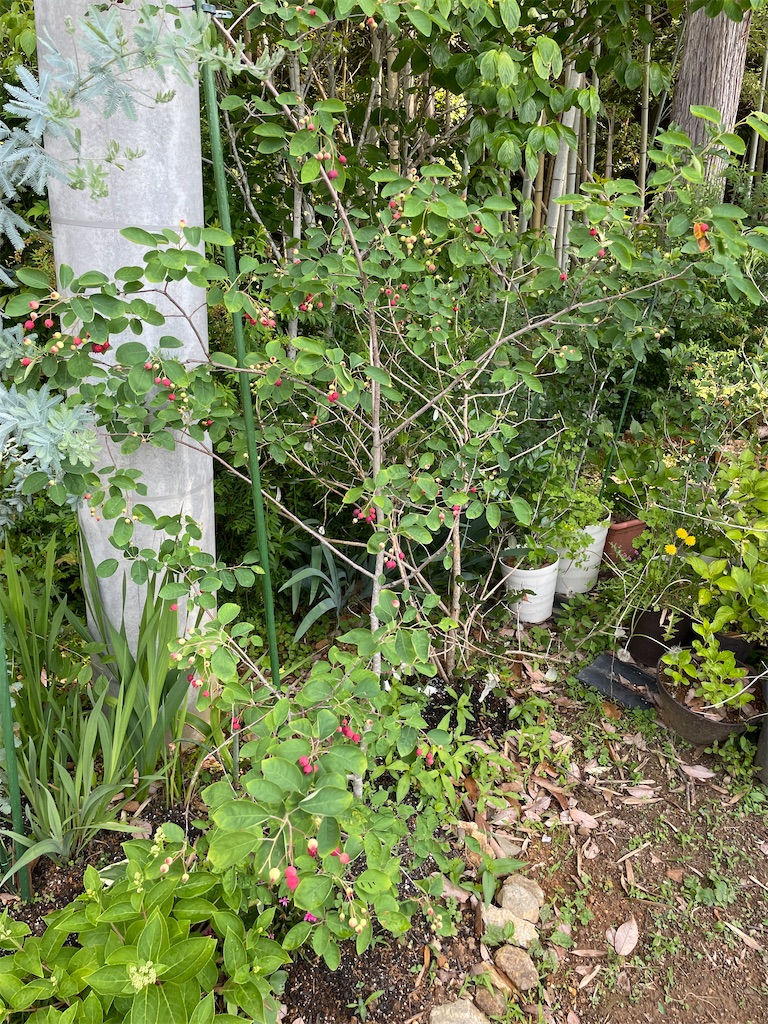 f:id:sakana78:20220603070625j:image