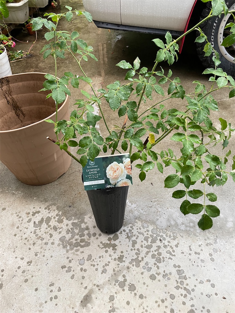 f:id:sakana78:20220604212000j:image