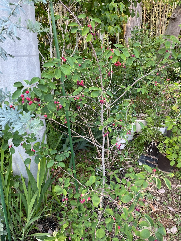 f:id:sakana78:20220607202514j:image