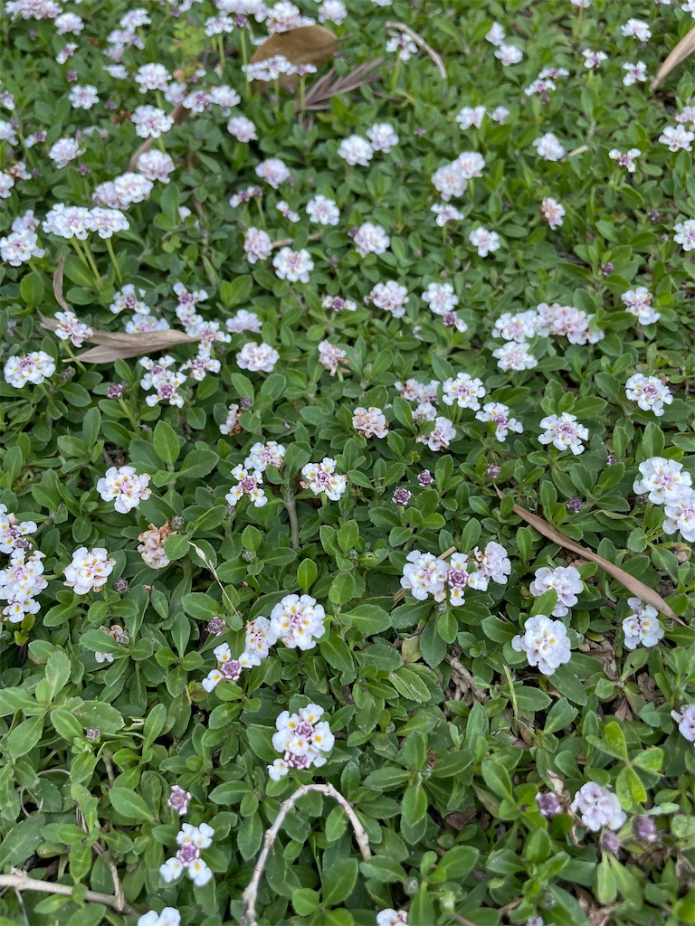 f:id:sakana78:20220608073110j:image f:id:sakana78:20220608073110j:image