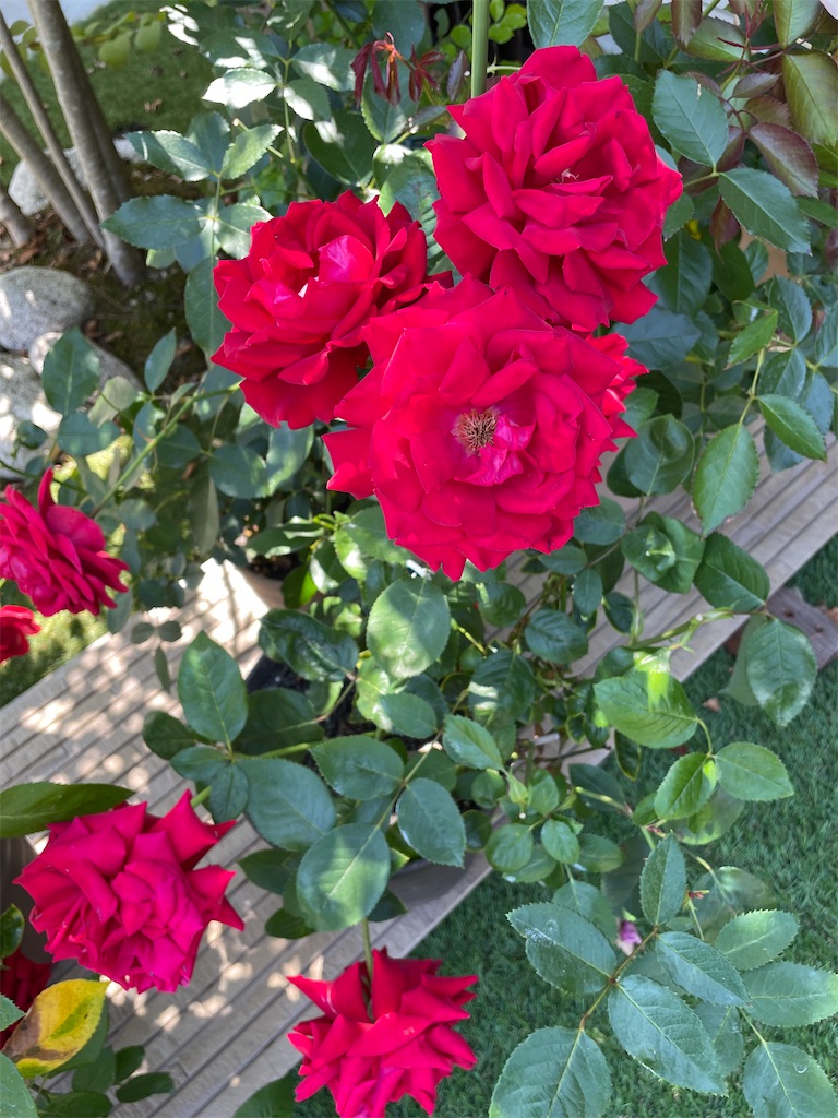 f:id:sakana78:20220611223413j:image f:id:sakana78:20220611223413j:image