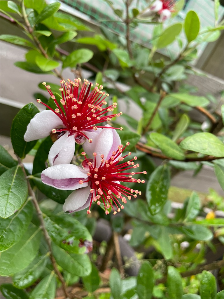 f:id:sakana78:20220621213105j:image