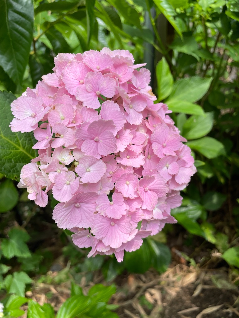 f:id:sakana78:20220628212232j:image f:id:sakana78:20220628212232j:image