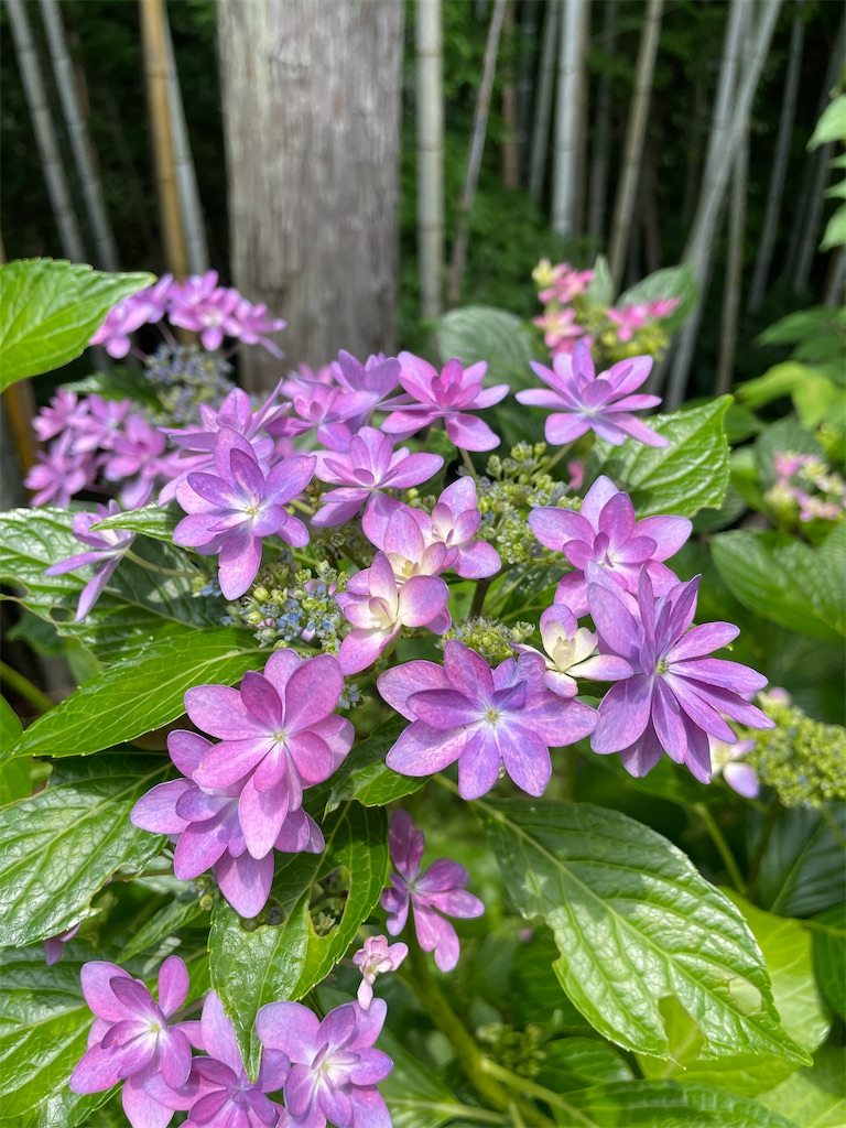 f:id:sakana78:20220628212236j:image f:id:sakana78:20220628212236j:image