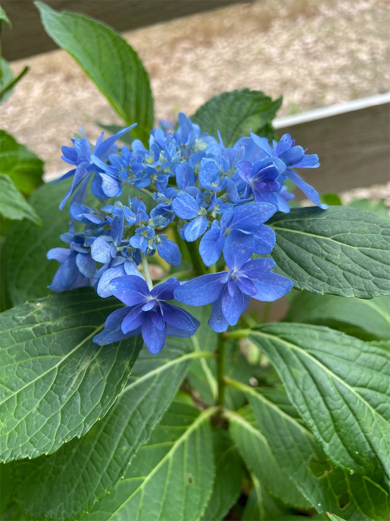 f:id:sakana78:20220628212252j:image f:id:sakana78:20220628212252j:image