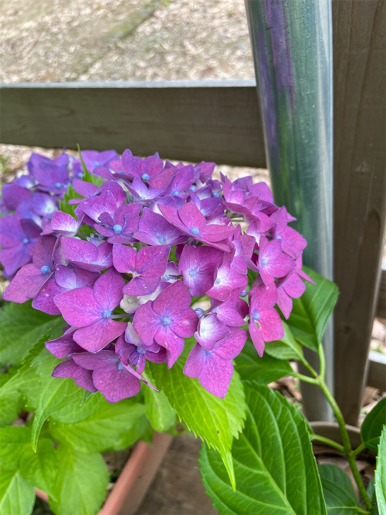 f:id:sakana78:20220628212256j:image f:id:sakana78:20220628212256j:image