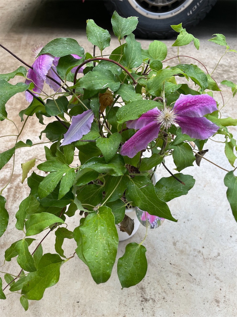 f:id:sakana78:20220701210836j:image