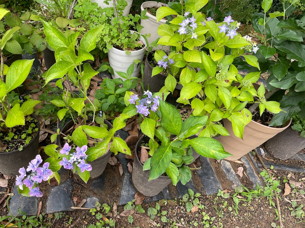 f:id:sakana78:20220703221639j:image