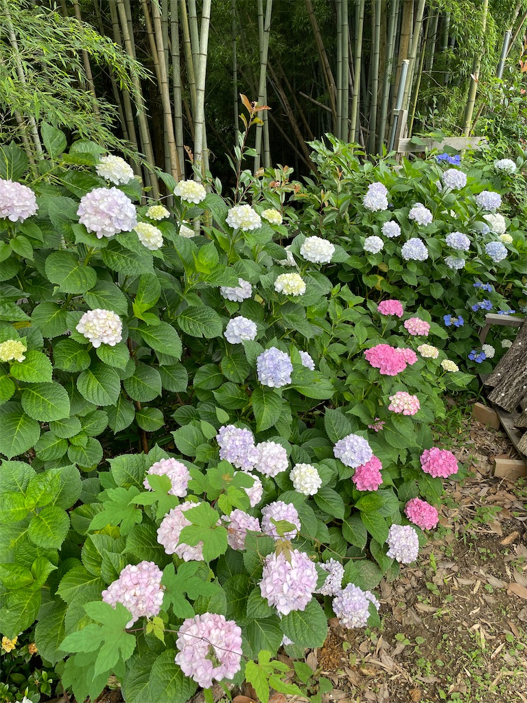 f:id:sakana78:20220711232336j:image