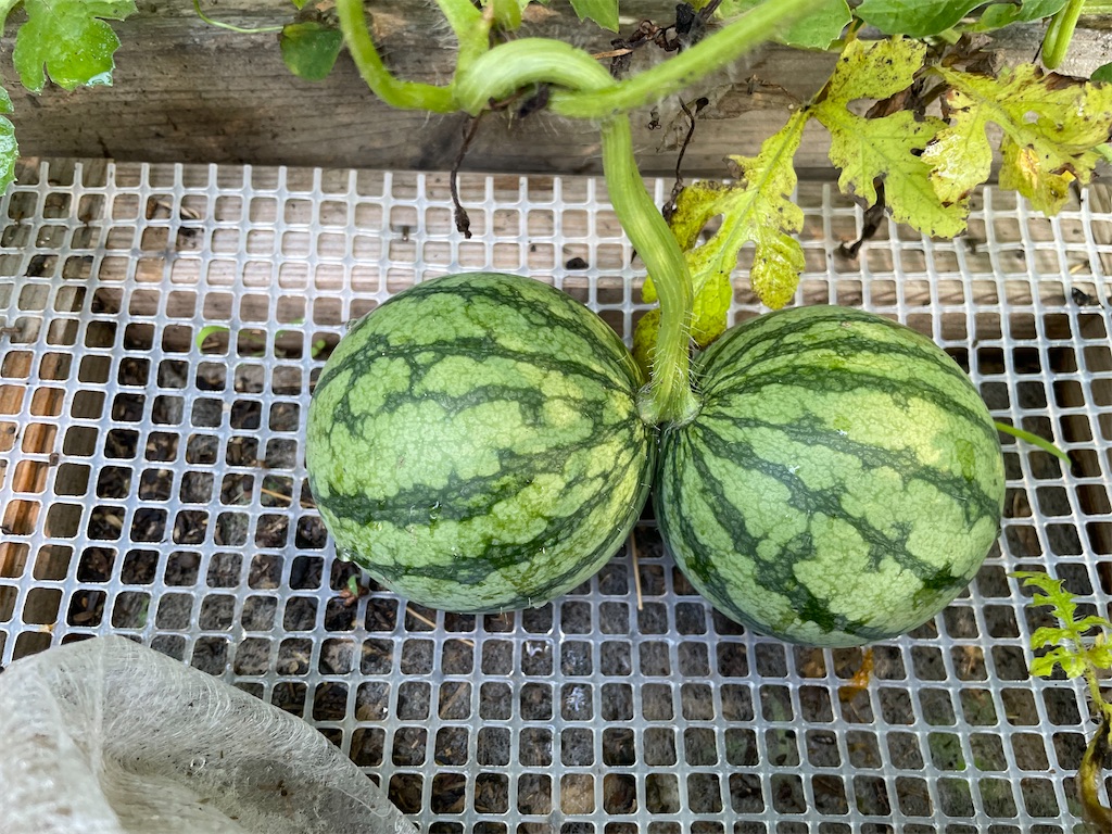 f:id:sakana78:20220719212554j:image