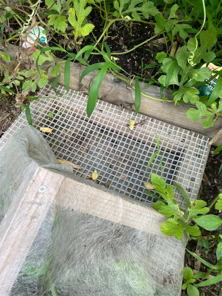 f:id:sakana78:20220730221407j:image