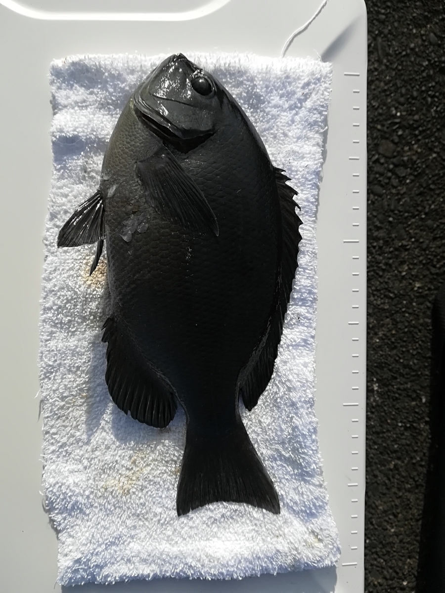 フカセ釣りでウキウキ 釣り情報 お財布に優しいコマセの作り方
