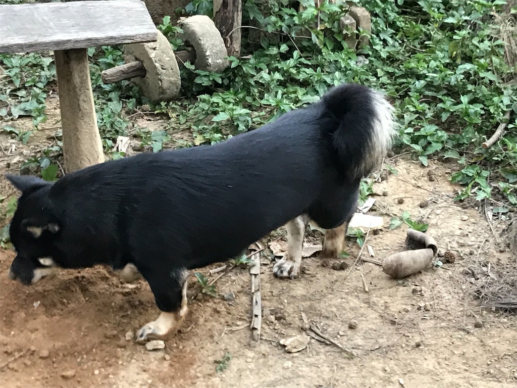 f:id:sakaneji:20190618163113j:image f:id:sakaneji:20190618163113j:image