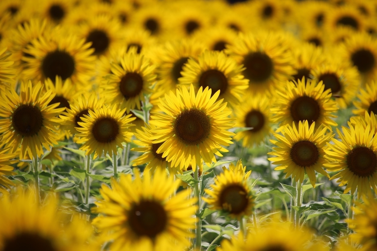 和泉リサイクル環境公園のひまわり