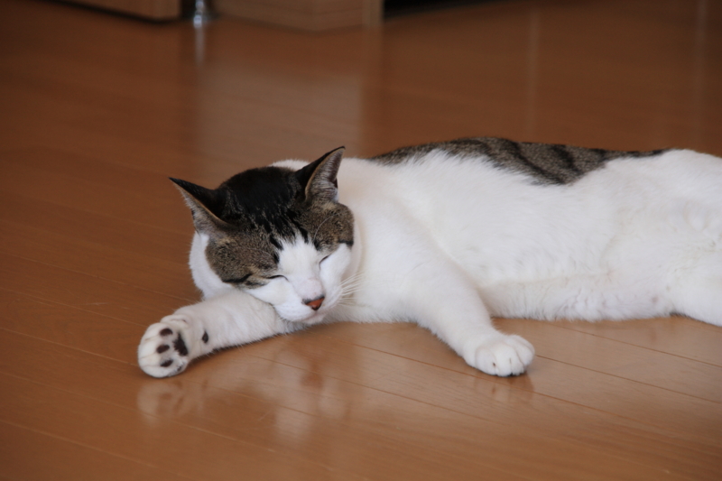 f:id:sakasakingyo1958:20170311123345j:image f:id:sakasakingyo1958:20170311123345j:image
