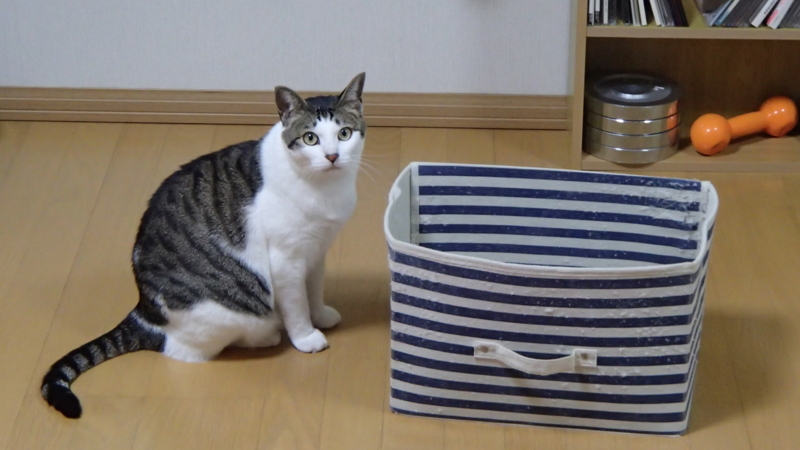 f:id:sakasakingyo1958:20171128202208j:image