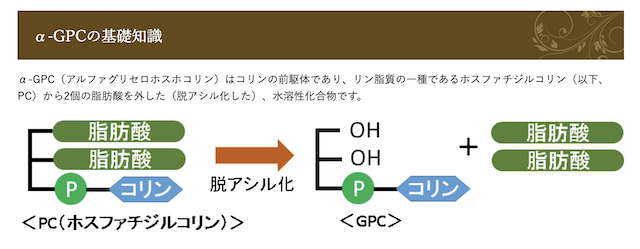 α-GPC : アルファグリセロホスホコリン