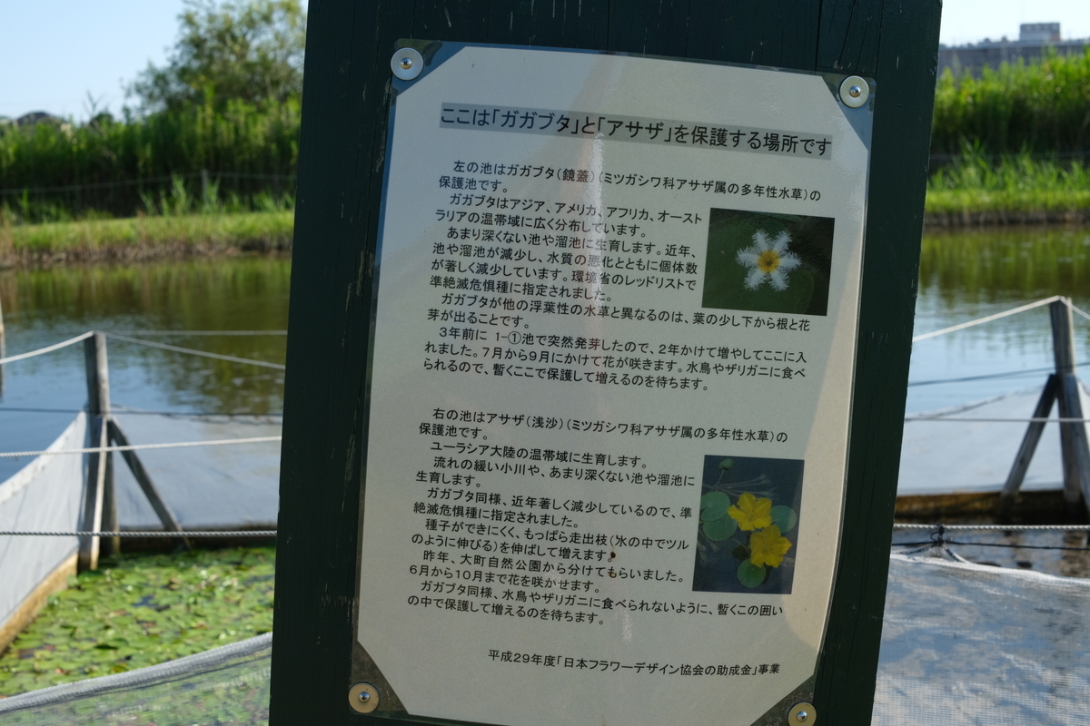 f:id:sakayuu18:20210801232519j:plain