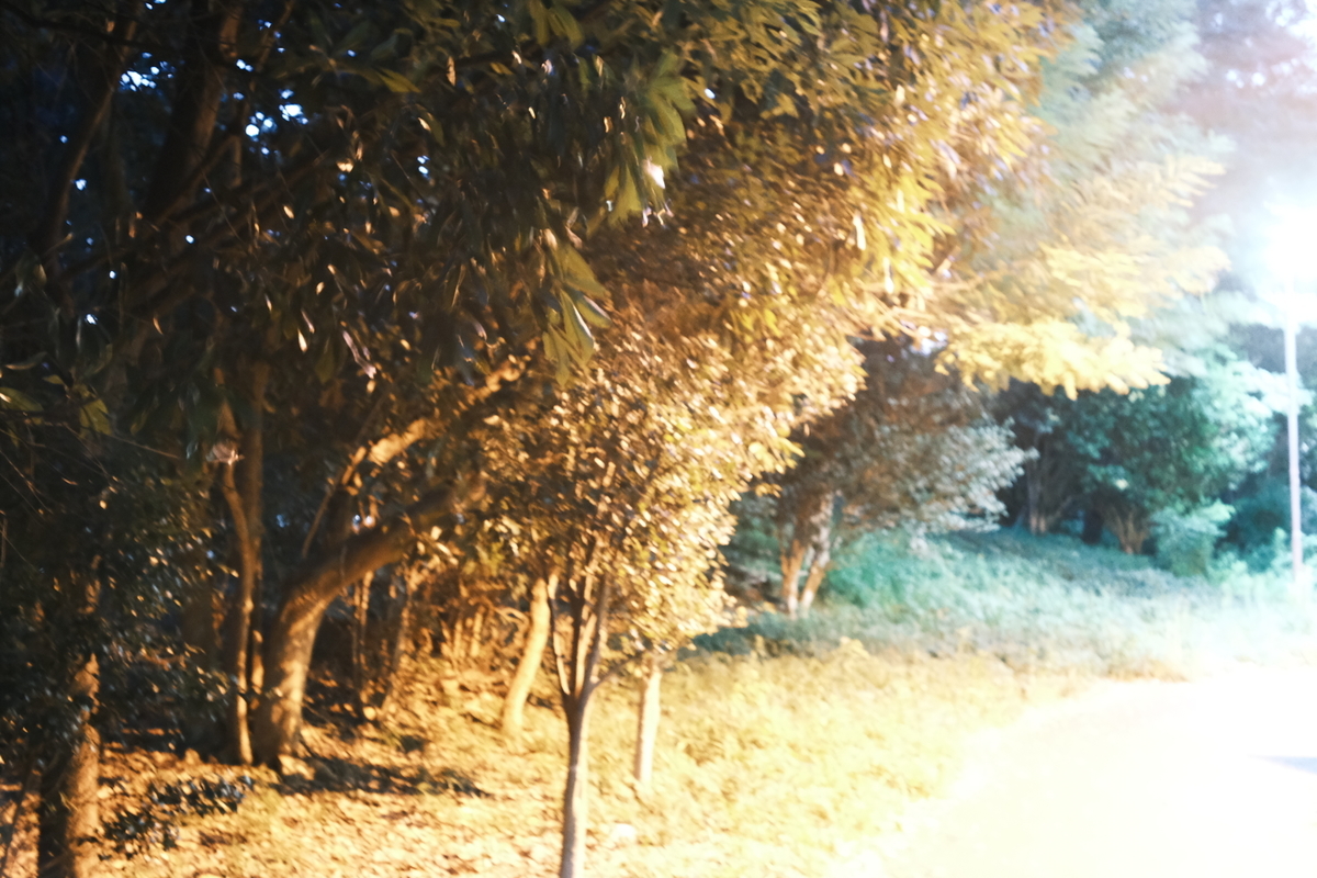 f:id:sakayuu18:20210803232106j:plain