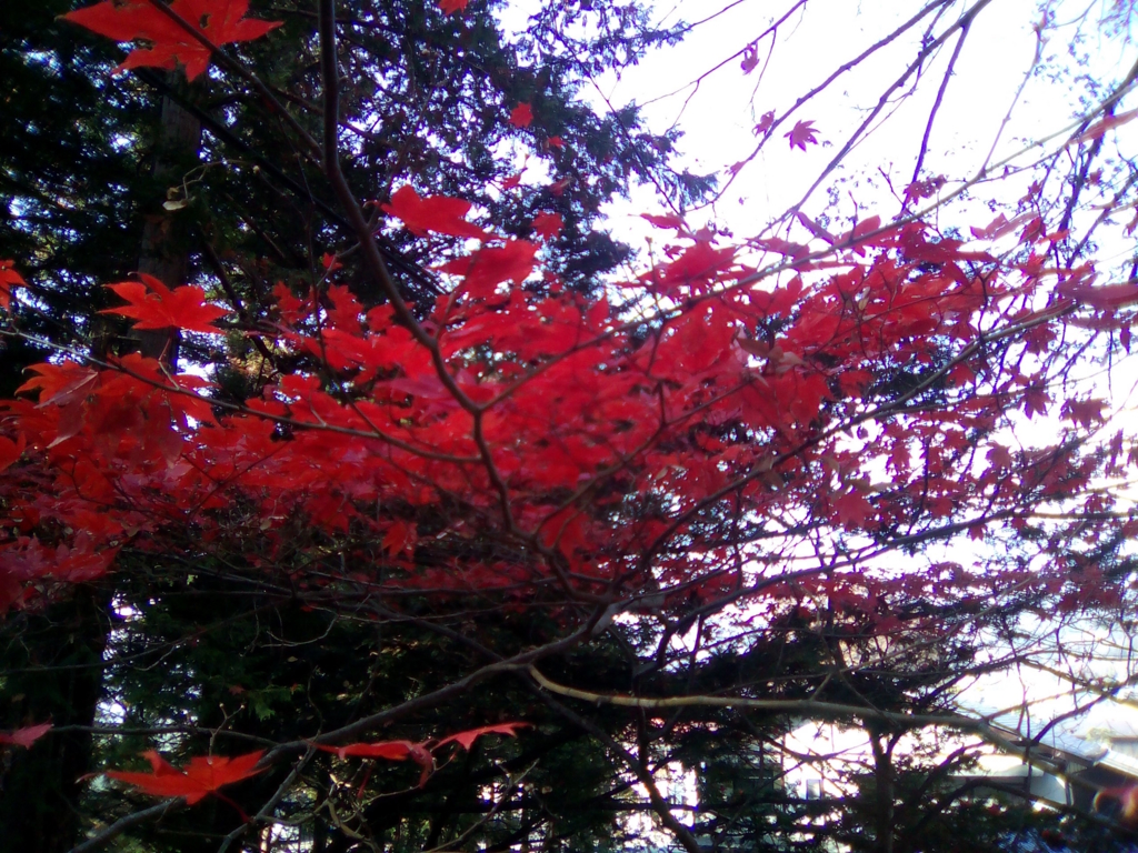 f:id:sakelog:20161125000703j:plain