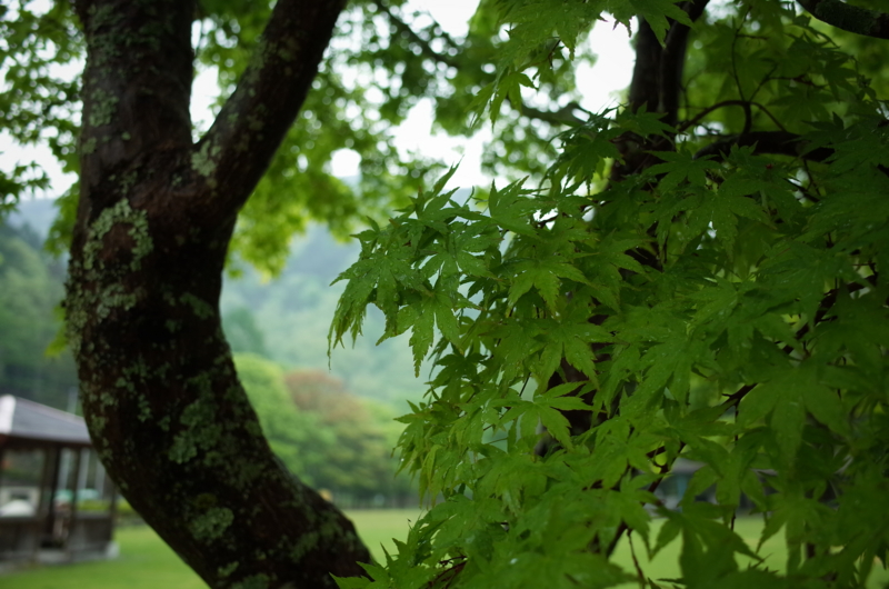 f:id:sakemaro:20150522092851j:plain