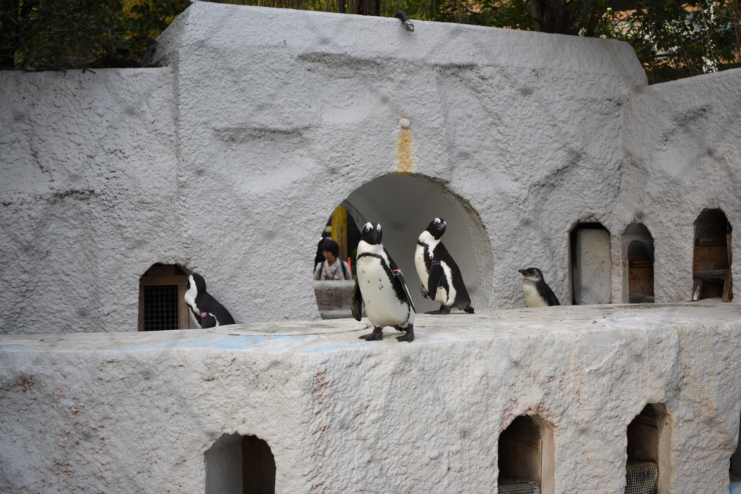 【観光】上野動物園、東京定番の観光地上野動物園、パンダよりも爬虫類館にいこうぜ！ - Red sugar