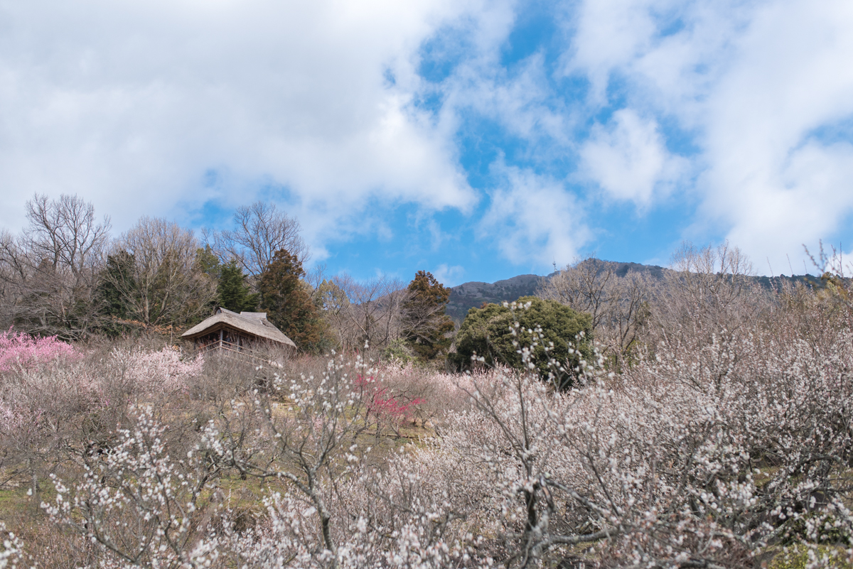 f:id:sakemaro:20160312104802j:plain