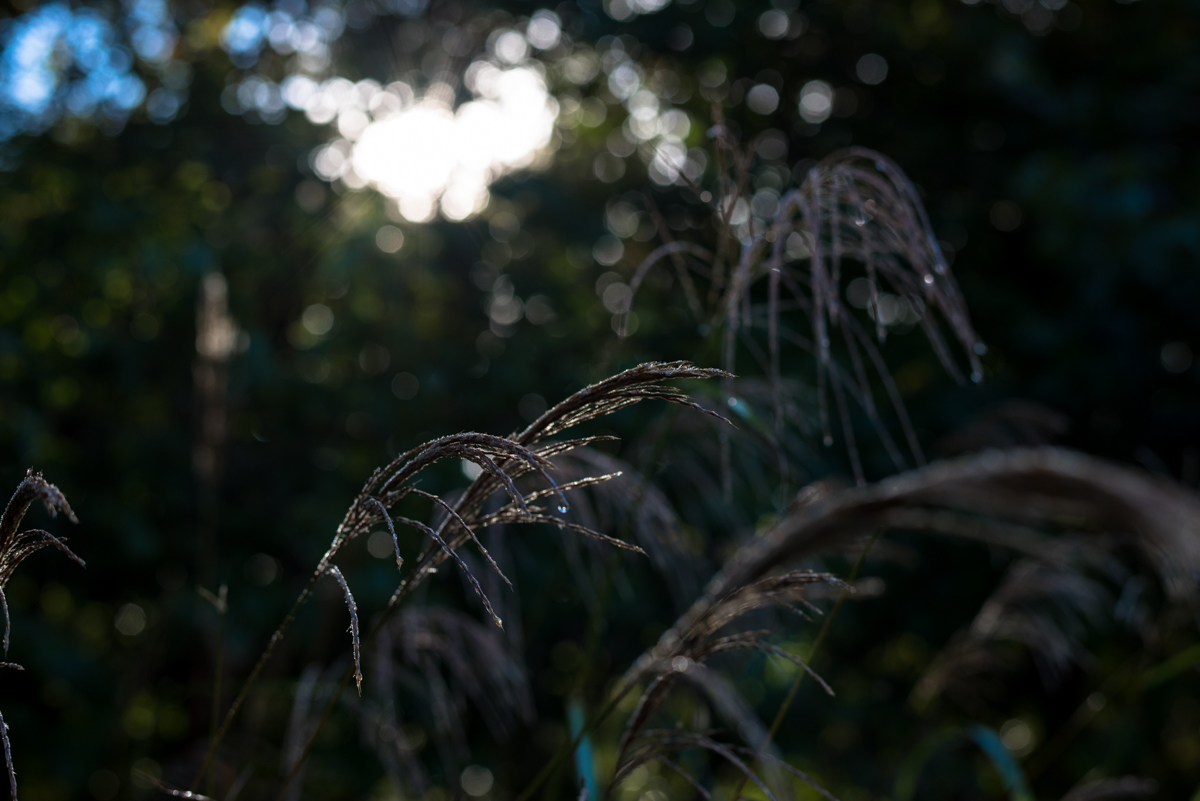 f:id:sakemaro:20161223200552j:plain f:id:sakemaro:20161223200552j:plain