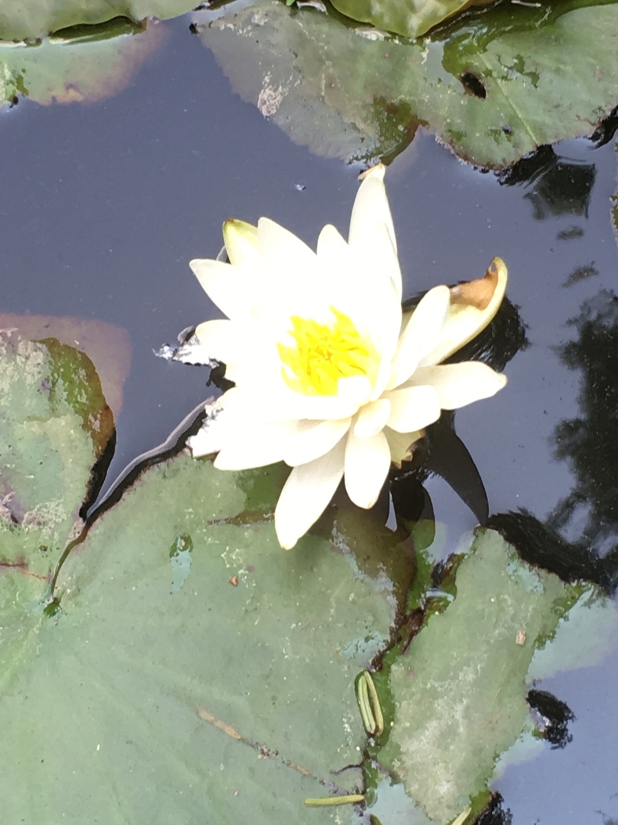 f:id:sakenoateni:20190622161042j:plain f:id:sakenoateni:20190622161042j:plain