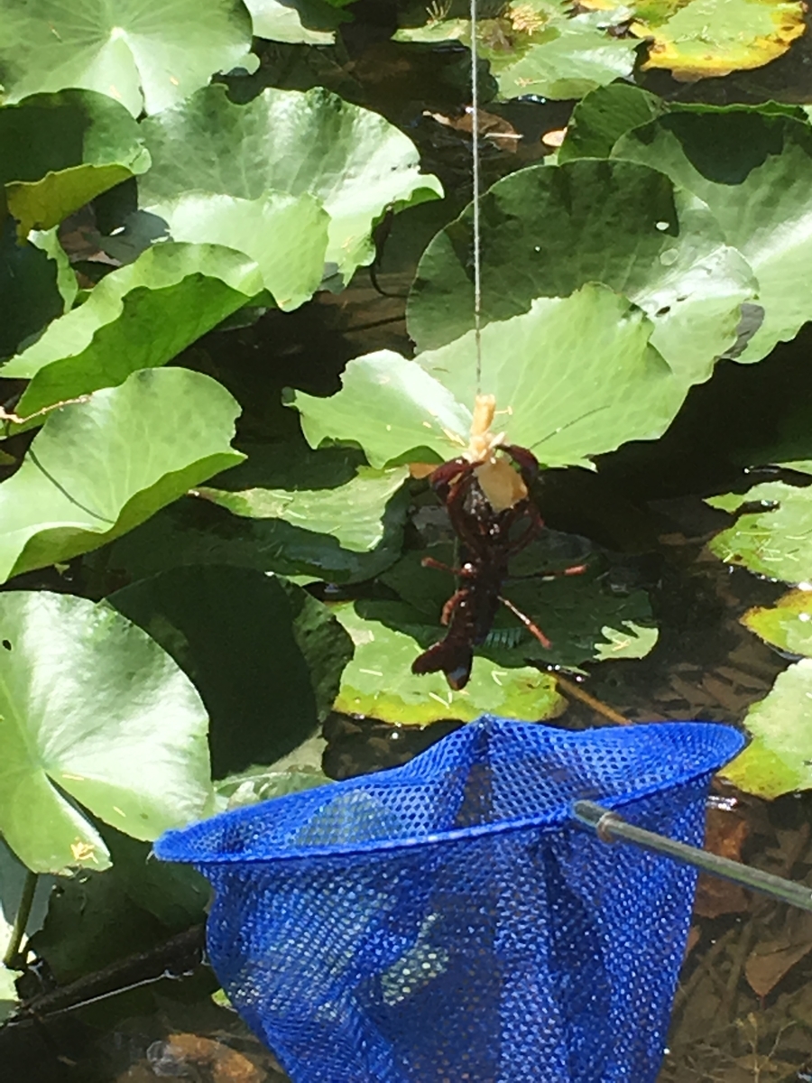 f:id:sakenoateni:20190622162200j:plain f:id:sakenoateni:20190622162200j:plain