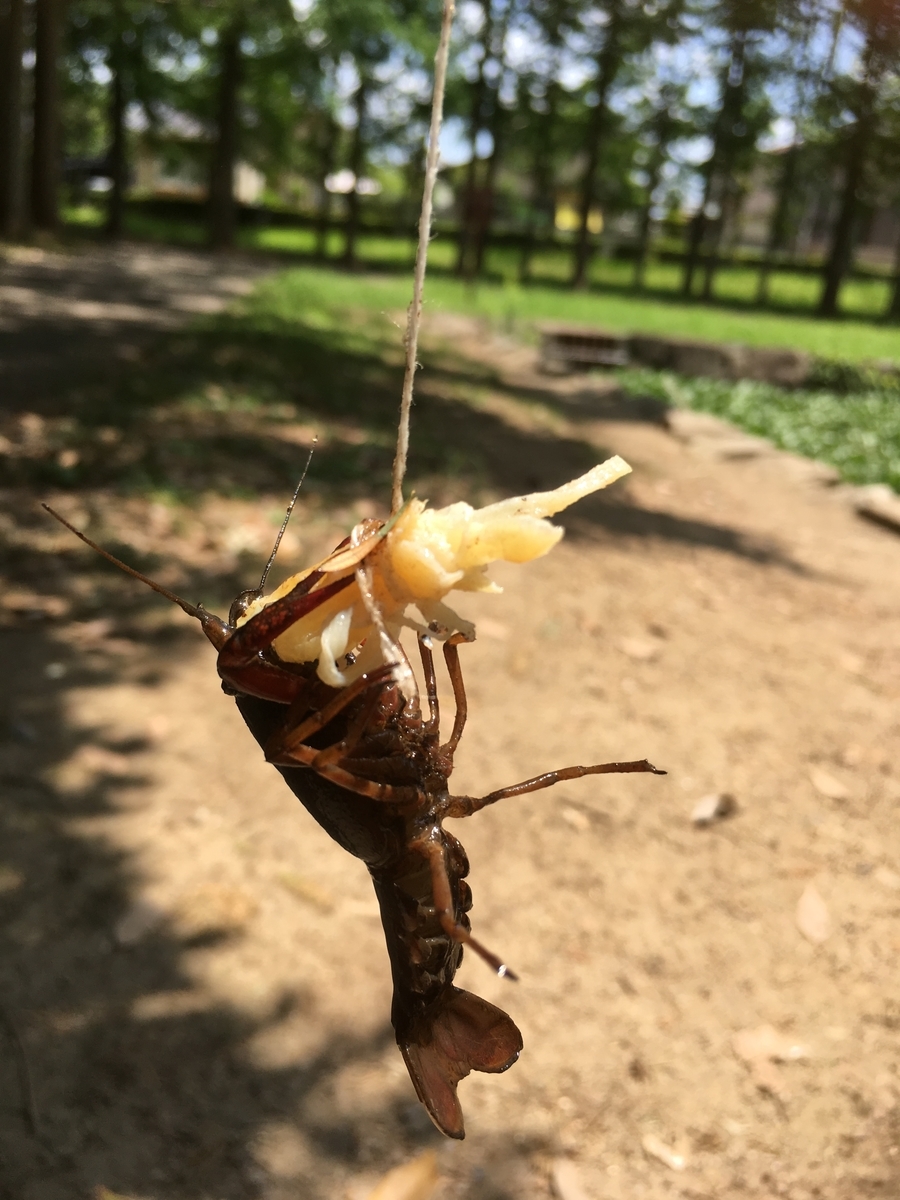 f:id:sakenoateni:20190622162241j:plain f:id:sakenoateni:20190622162241j:plain