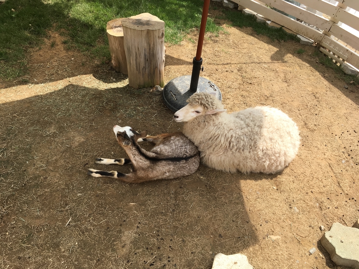 f:id:sakenoateni:20190910231247j:plain f:id:sakenoateni:20190910231247j:plain