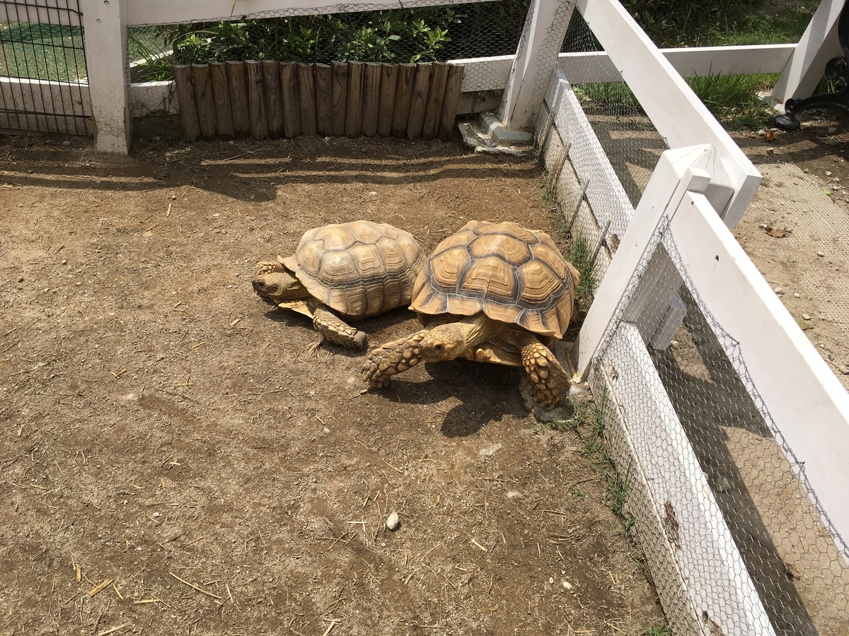 f:id:sakenoateni:20190910231402j:plain f:id:sakenoateni:20190910231402j:plain