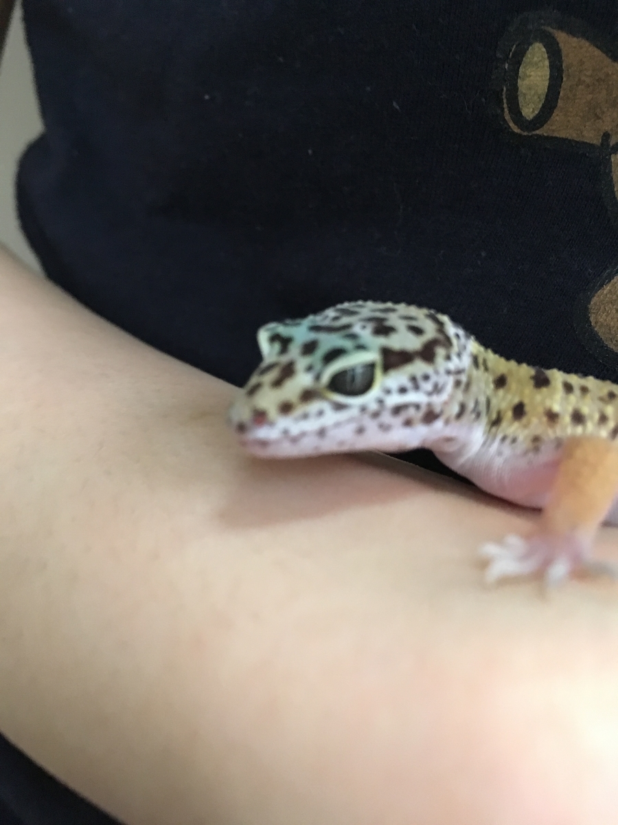 今人気のヒョウモントカゲモドキを飼う 個体を購入編 Leon Blog