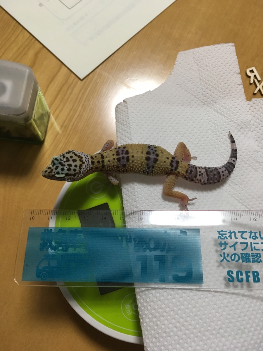 ヒョウモントカゲモドキ レオパ を飼う 購入して１ヶ月経ちました Leon Blog
