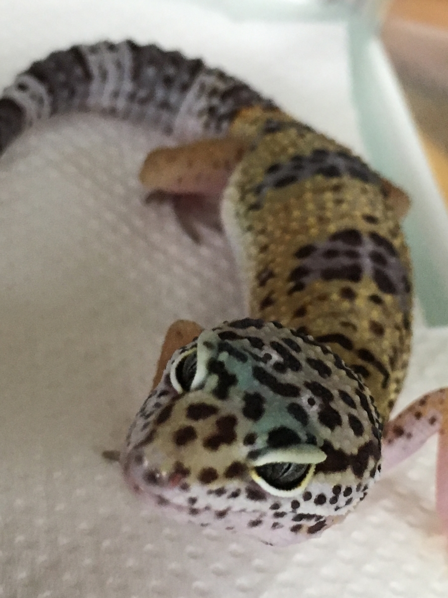 今人気のヒョウモントカゲモドキを飼う 個体を購入編 Leon Blog