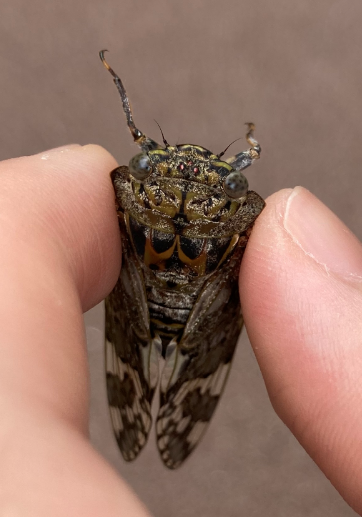 f:id:sakenoateni:20210718150159p:plain