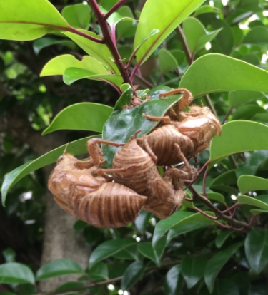 f:id:sakenoateni:20210718152528p:plain