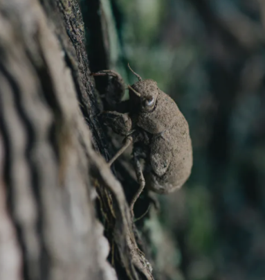 f:id:sakenoateni:20210718154201p:plain