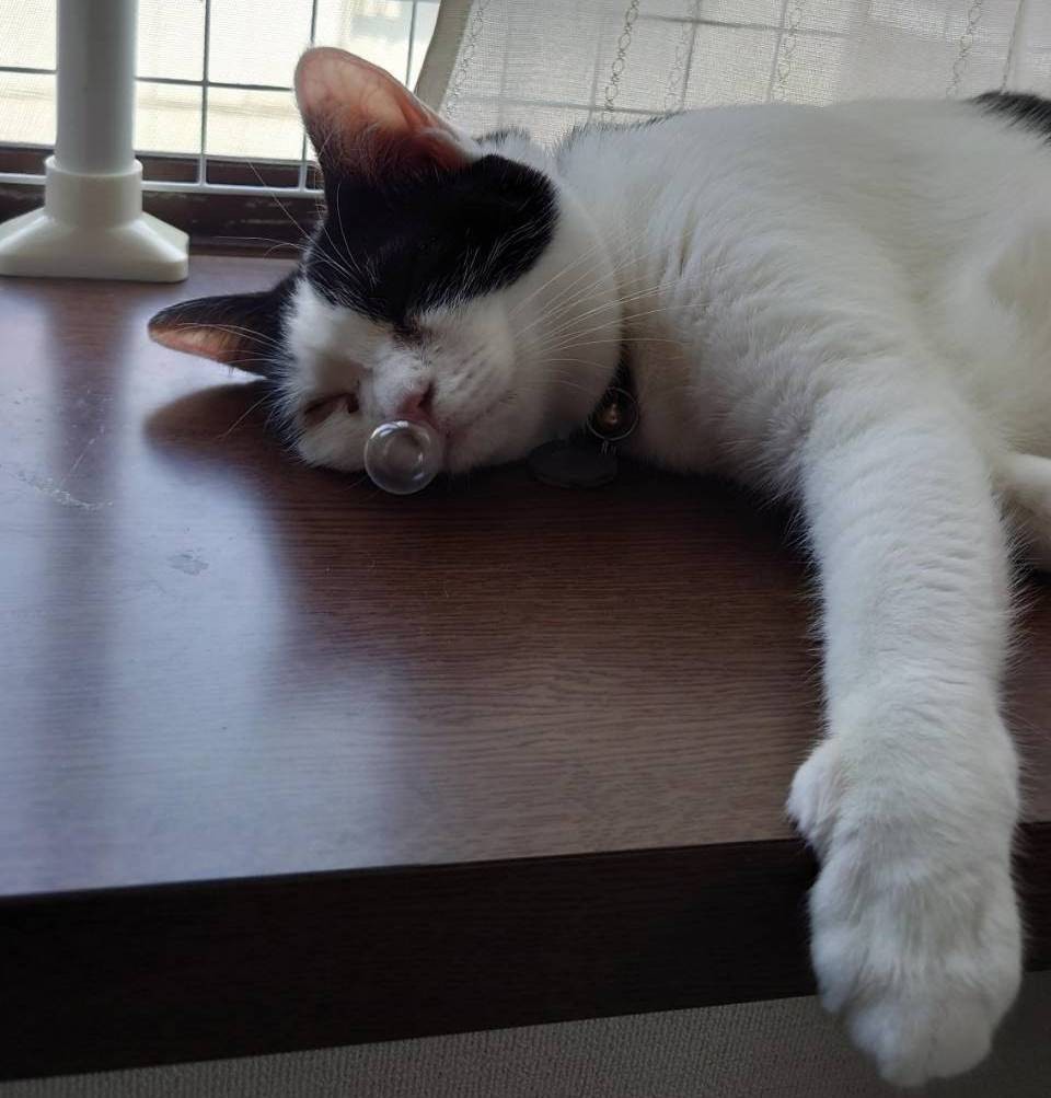 f:id:sakenoko0731:20251122203322j:image