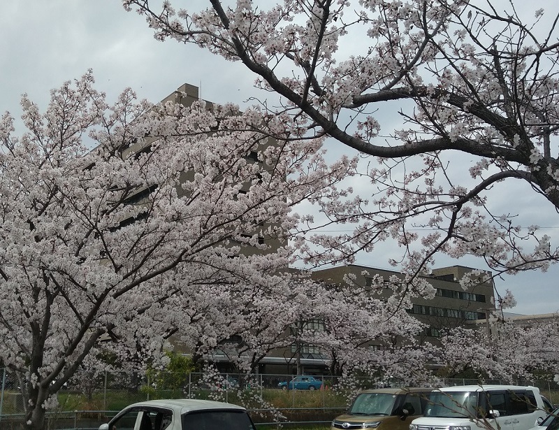 f:id:sakenomitama:20220331180228j:plain