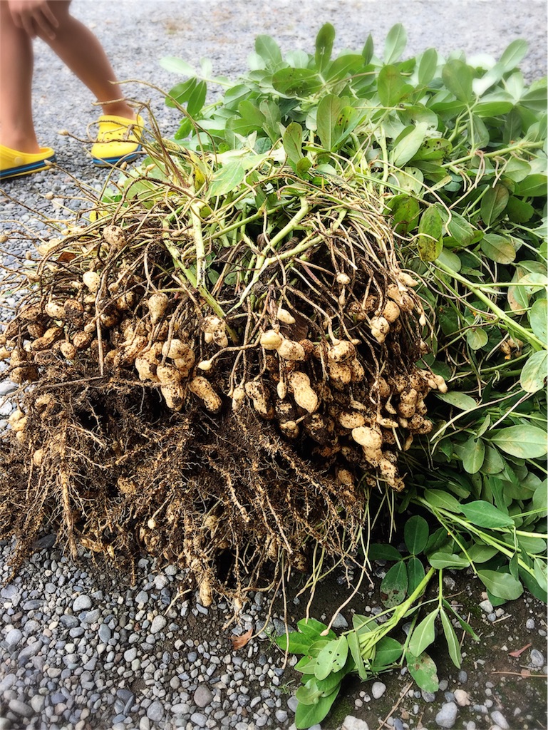 採れたて落花生 圧力鍋で落花生の塩ゆで Moin Moin北ドイツに暮らす 南ドイツで暮らしはじめました