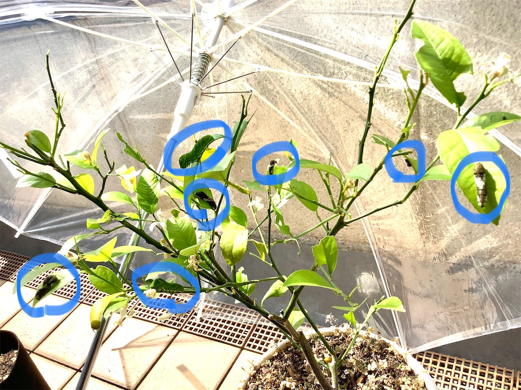 f:id:saki-compass:20220524163923j:image