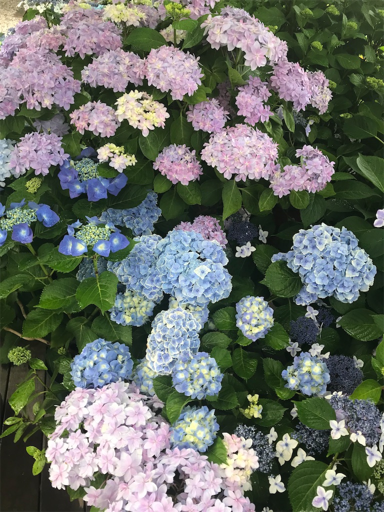 f:id:saki-compass:20220604184609j:image