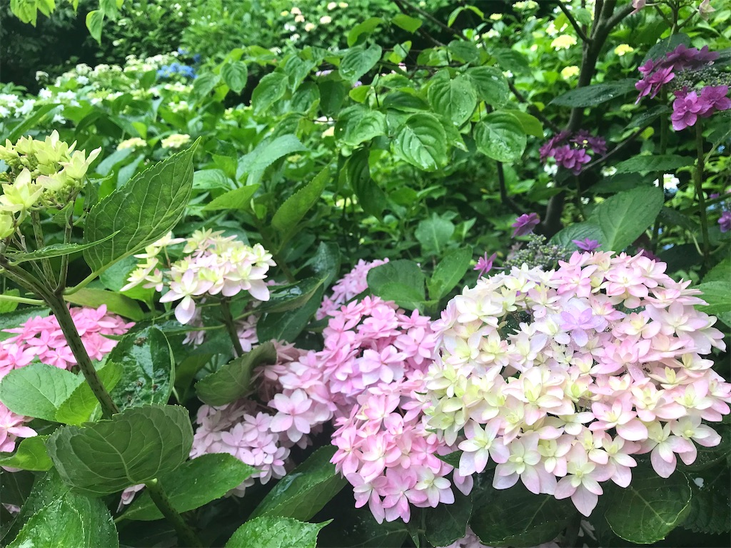 f:id:saki-compass:20220604192800j:image